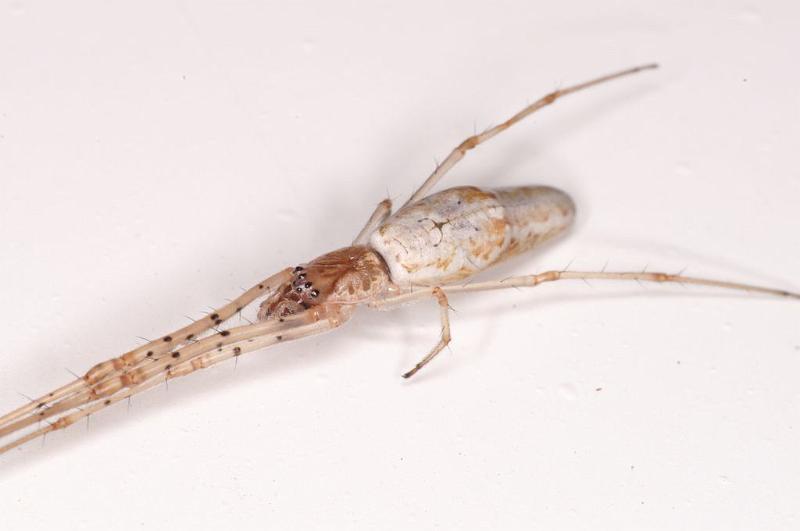 Tetragnatha_ZZ552_D7063_Z_88_Camping at Hopi hollow_Australie.jpg